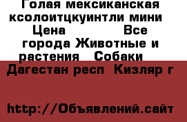 Голая мексиканская ксолоитцкуинтли мини › Цена ­ 20 000 - Все города Животные и растения » Собаки   . Дагестан респ.,Кизляр г.